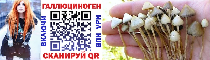 Галлюциногенные грибы Psilocybe  гидра вход  Светлогорск  закладки 